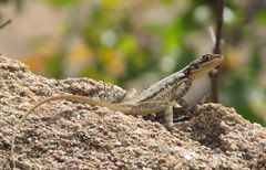 Acanthocercus guentherpetersi