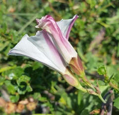 Calystegia occidentalis