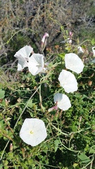 Calystegia occidentalis