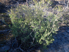 Leptospermum coriaceum
