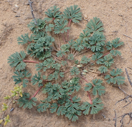Almost Storksbill (Pelargonium minimum)