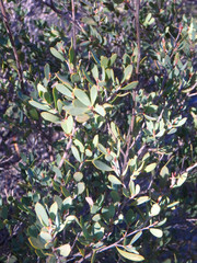 Leptospermum coriaceum