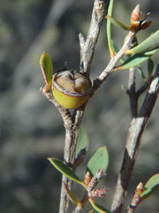 Leptospermum coriaceum