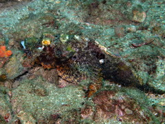 Scorpaenopsis barbata