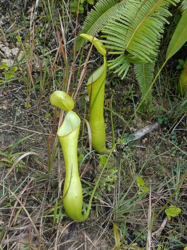 Reinwardt's pitcher-plant