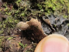 Pseudocyphellaria intricata