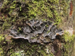 Pseudocyphellaria intricata