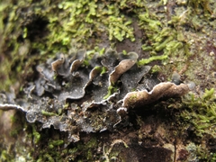 Pseudocyphellaria intricata