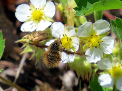 Bombylius mexicanus