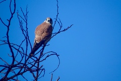 Falco cenchroides cenchroides
