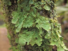 Pseudocyphellaria montagnei