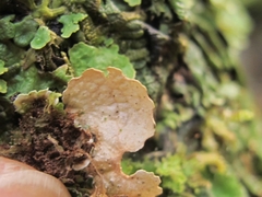 Pseudocyphellaria montagnei