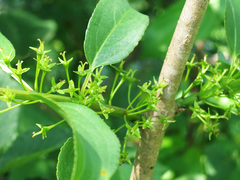 Rhamnus ussuriensis