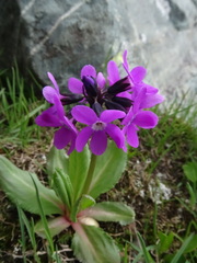 Primula nivalis