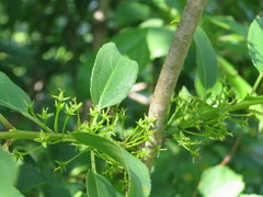 Rhamnus ussuriensis