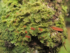 Pseudocyphellaria episticta