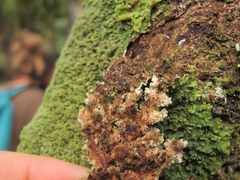 Pseudocyphellaria episticta