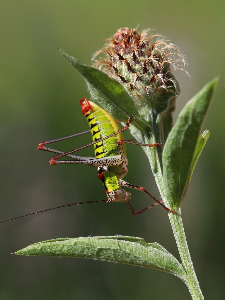 Bellied Bright Bush-cricket