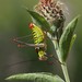 Poecilimon thoracicus - Photo (c) Charlie Jackson, alguns direitos reservados (CC BY)