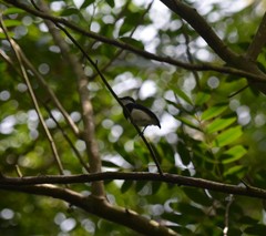 Platysteira castanea