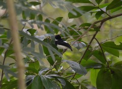 Platysteira castanea