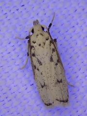 Five-spotted Glyphidocera