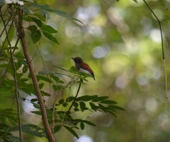 Platysteira castanea