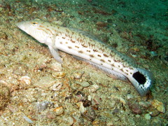 Parapercis hexophtalma