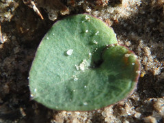 Acianthinae