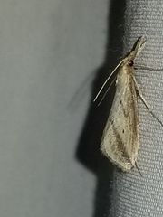 Donacaula longirostrallus