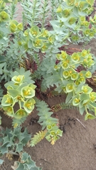 Euphorbia paralias