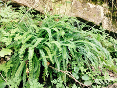 Asplenium trichomanes trichomanes