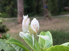 Hymenopus coronatus