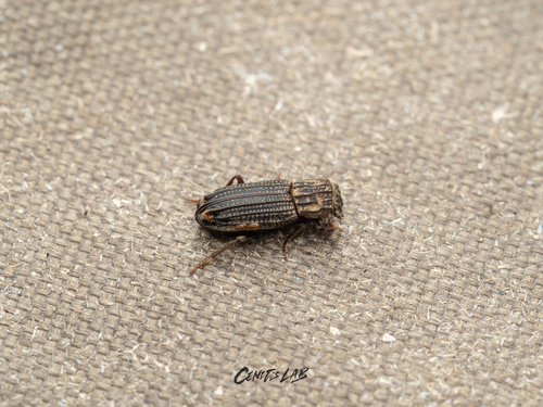 Rhyparus observed 2024-07-16