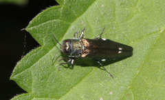 Agrilus biguttatus
