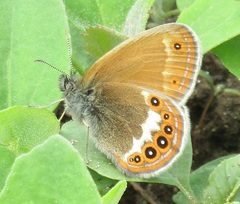 Coenonympha hero