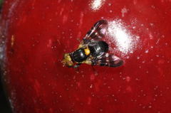 Rhagoletis cerasi