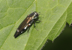 Agrilus biguttatus
