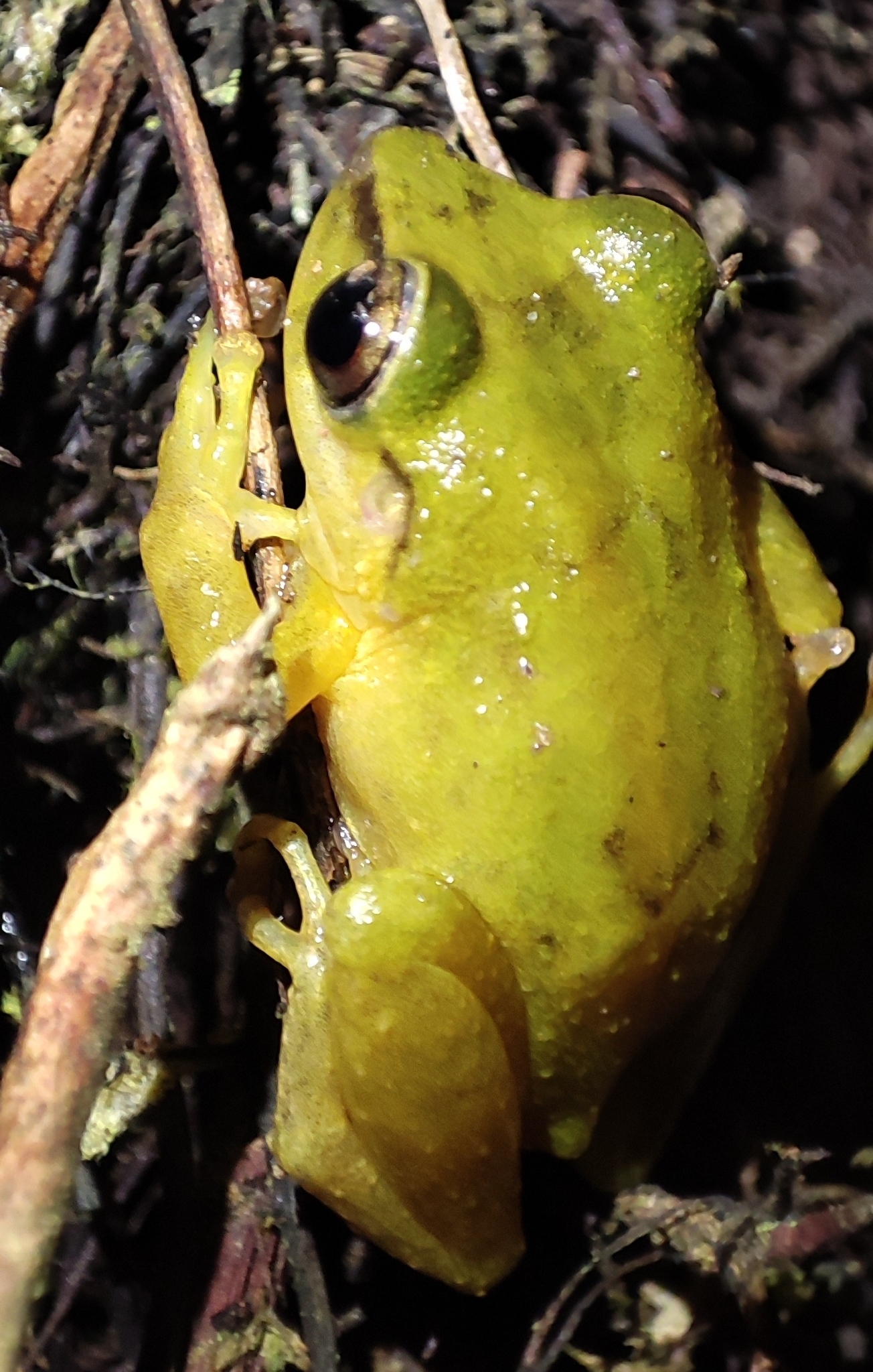 Salidero Robber Frog photo 8