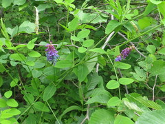 Vicia amurensis
