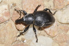 Liparus coronatus