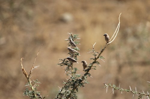 Grey-capped Social Weaver (Pseudonigrita arnaudi), photo 5