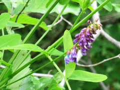 Vicia amurensis