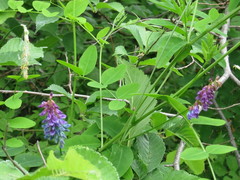 Vicia amurensis