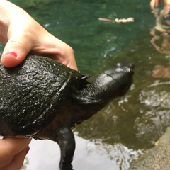 Kinosternon scorpioides