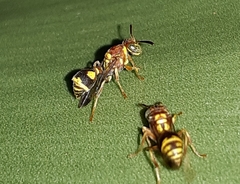 Ropalidia cyathiformis