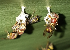 Ropalidia cyathiformis