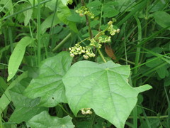 Menispermum dauricum