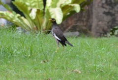 Acridotheres tristis