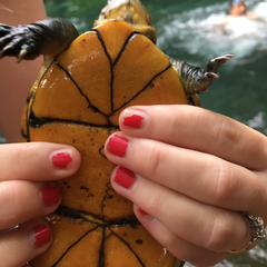 Kinosternon scorpioides